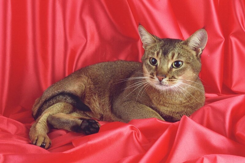 Abyssinian Cat on Red Cloth