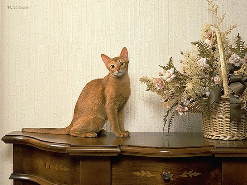 Abyssinian Cat on Table