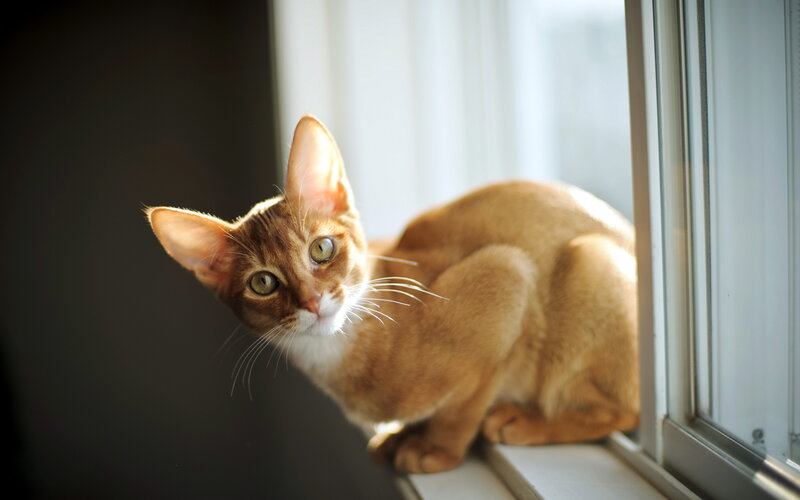Abyssinian Cat on Windowsill — Brown