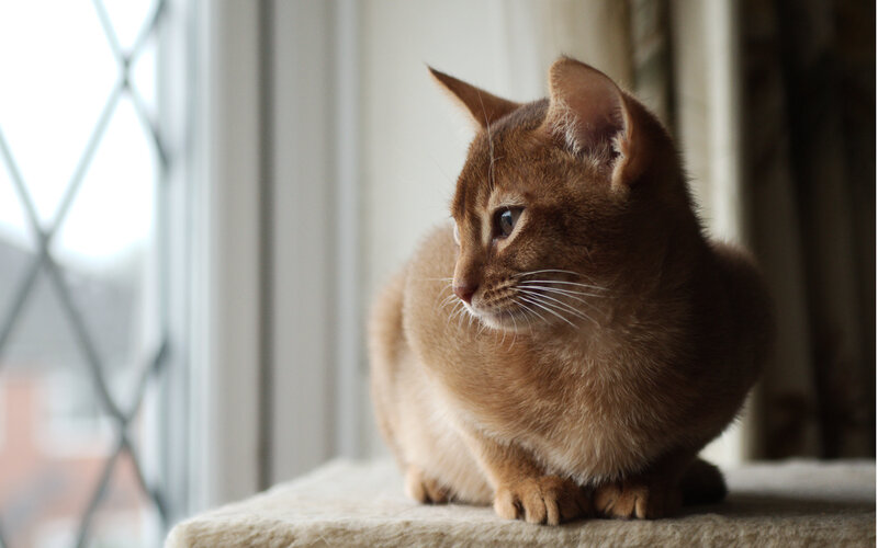 Abyssinian Cat on Windowsill
