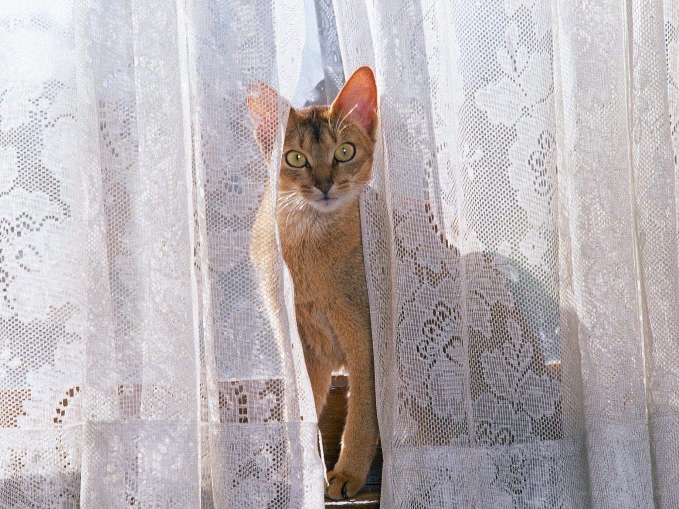 Abyssinian cat peeking through curtain