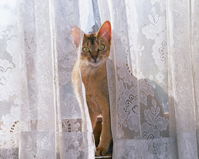 Abyssinian Cat Peeking