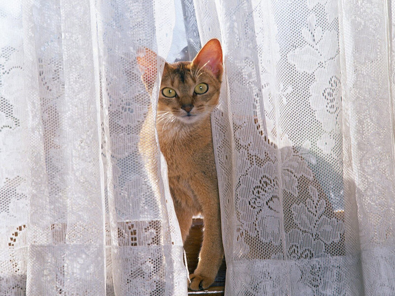 Abyssinian Cat Peeking — White