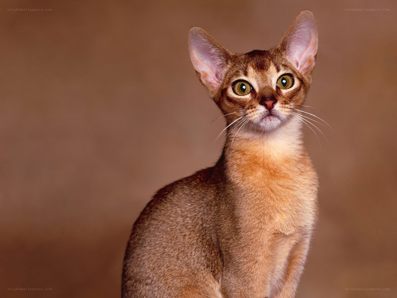 Abyssinian cat portrait