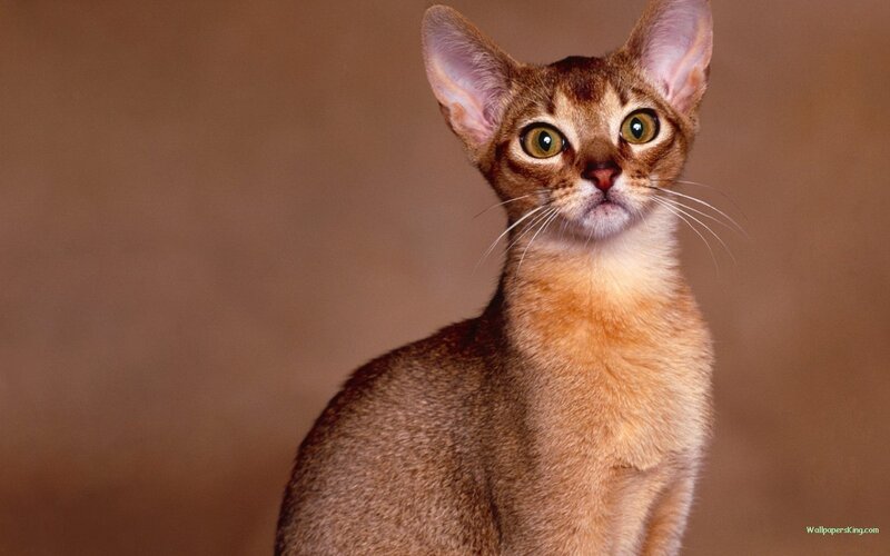 Abyssinian cat portrait