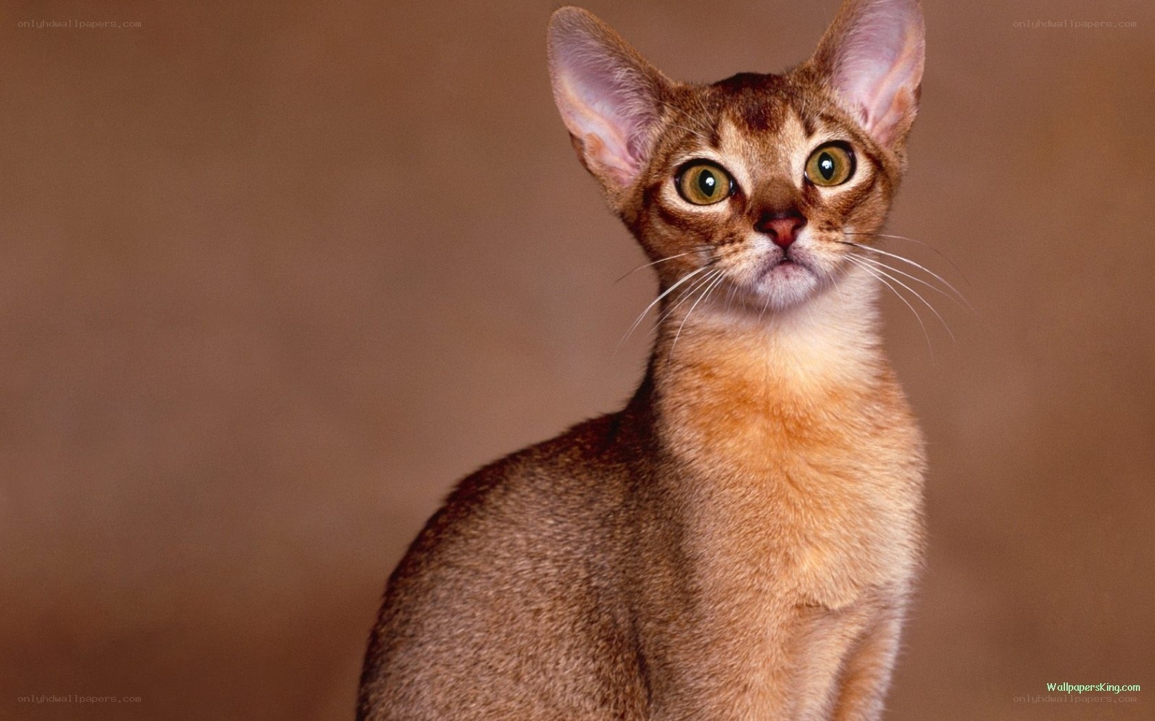 Abyssinian cat portrait