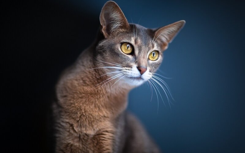 Abyssinian cat portrait