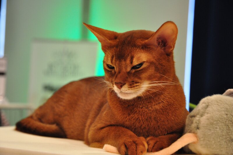 Abyssinian cat resting on a table