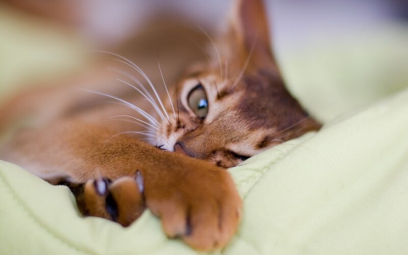 Abyssinian cat resting