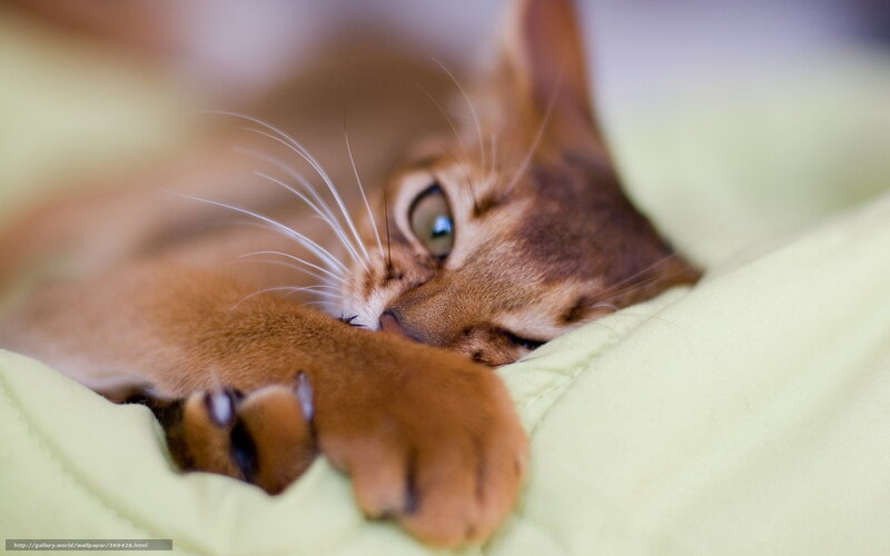 Abyssinian Cat Sleeping — Brown