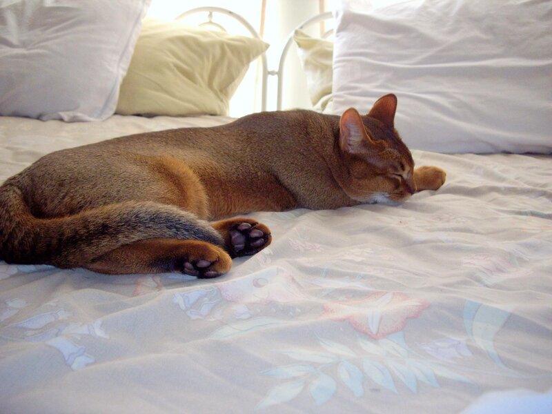Abyssinian cat sleeping on bed
