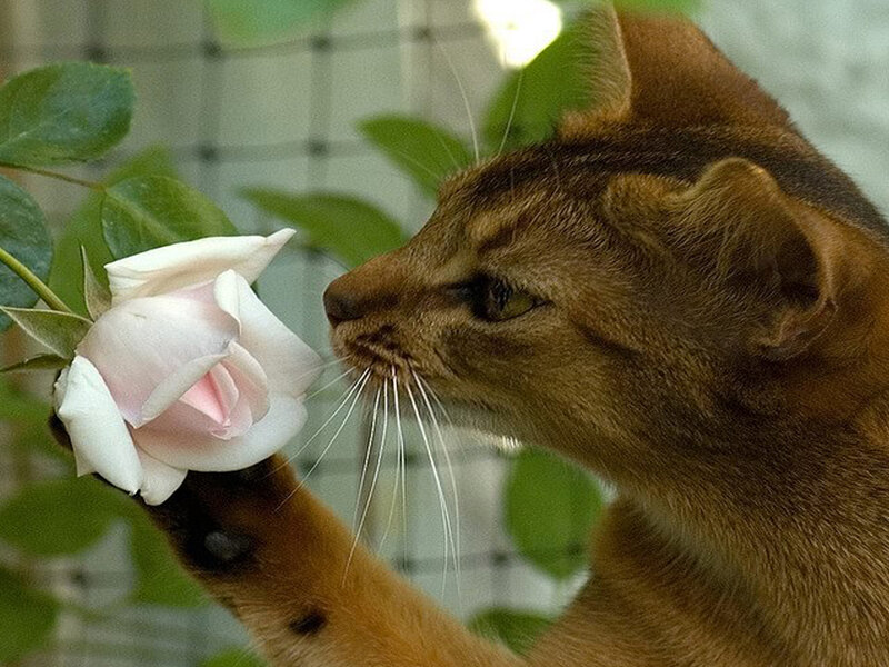 Abyssinian Cat Smelling Rose