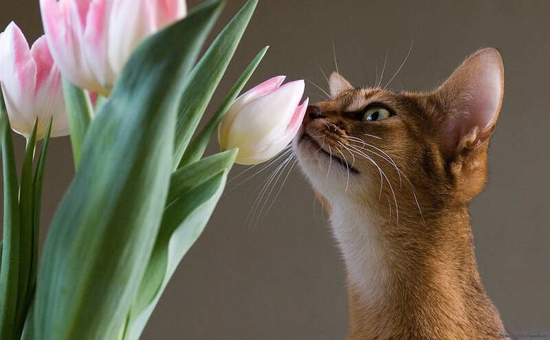 Abyssinian Cat Smelling Tulip