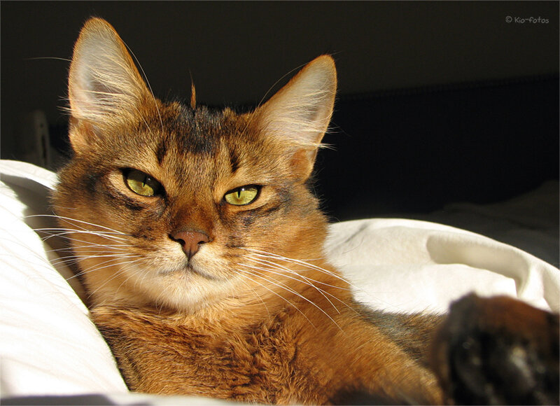 Abyssinian Cat