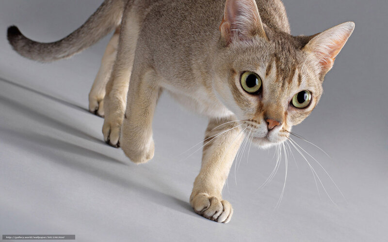 Abyssinian Cat Walking