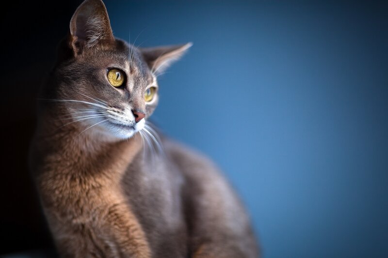 Abyssinian cat with golden eyes