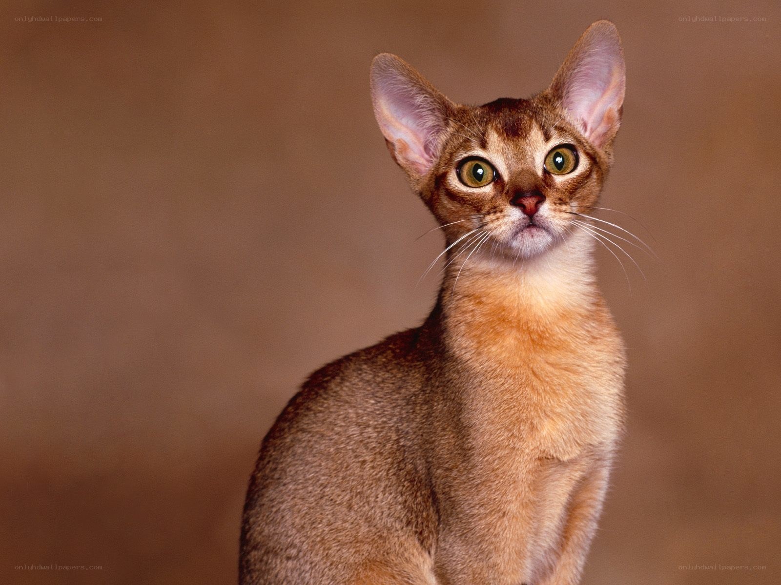 Abyssinian cat with green eyes