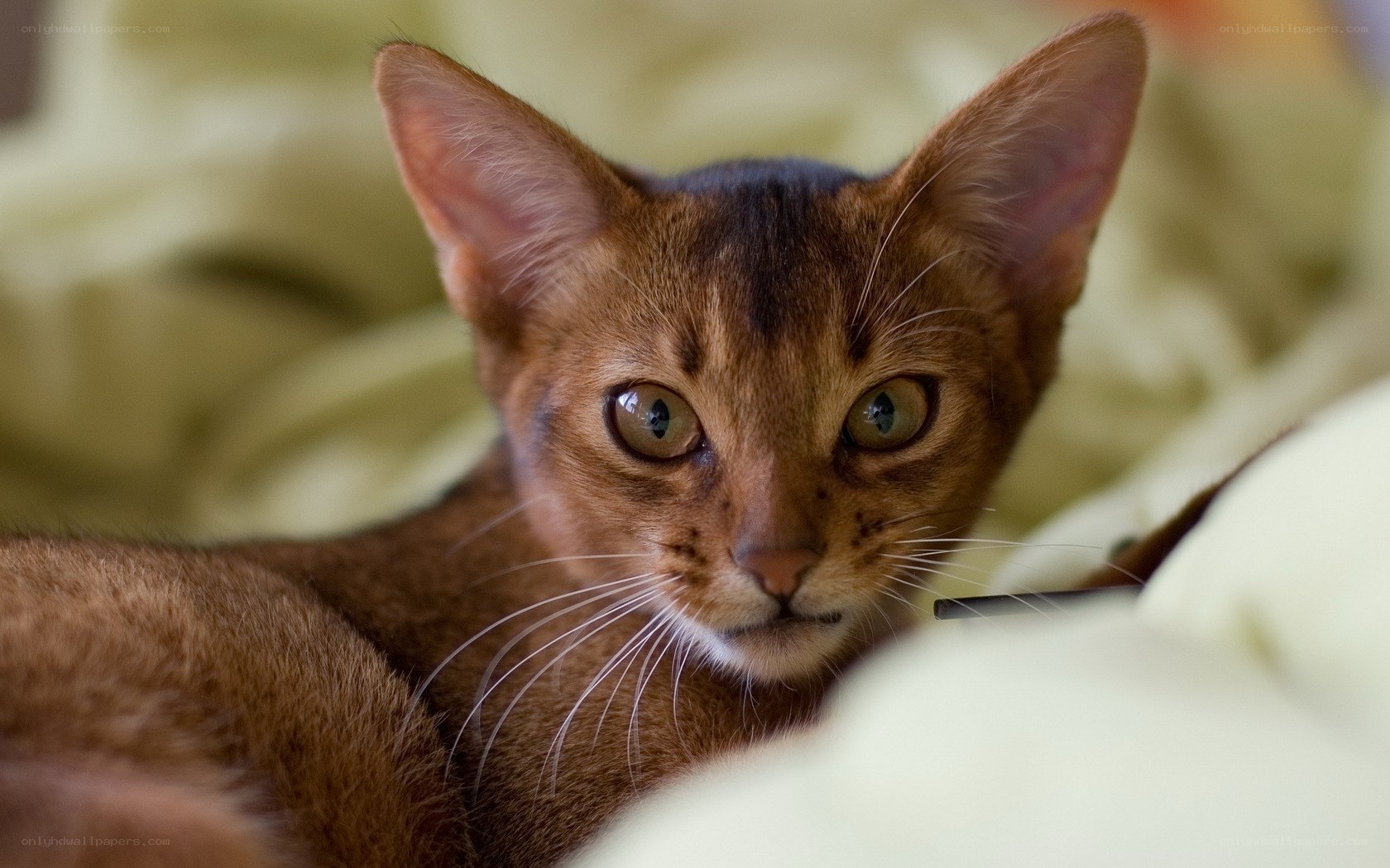 Abyssinian cat with green eyes