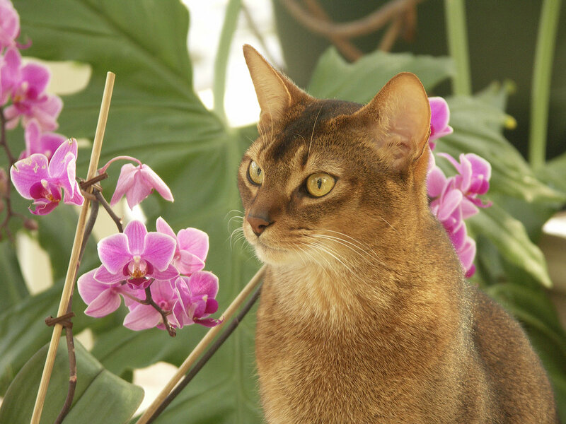 Abyssinian Cat with Orchids