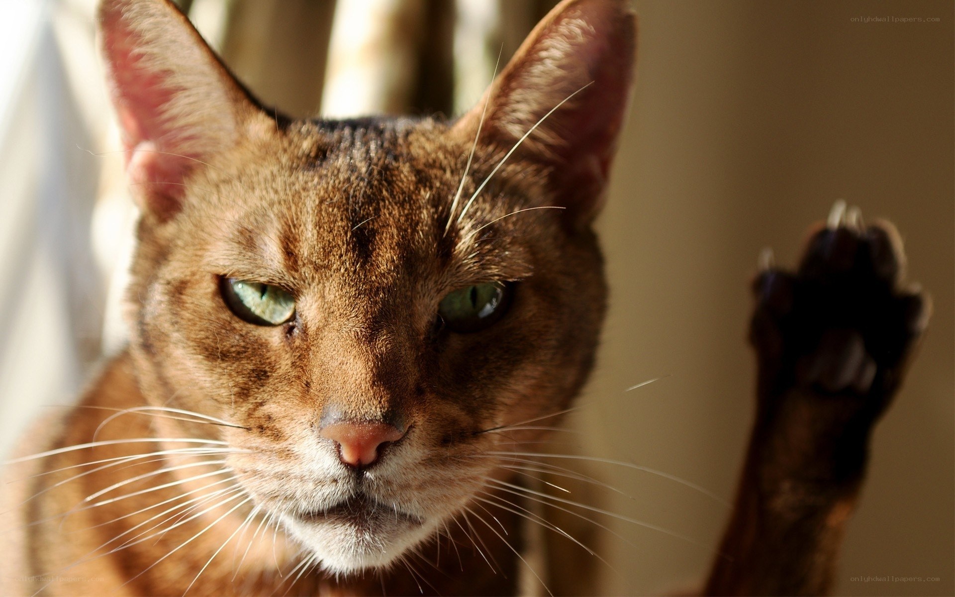 Abyssinian cat with raised paw