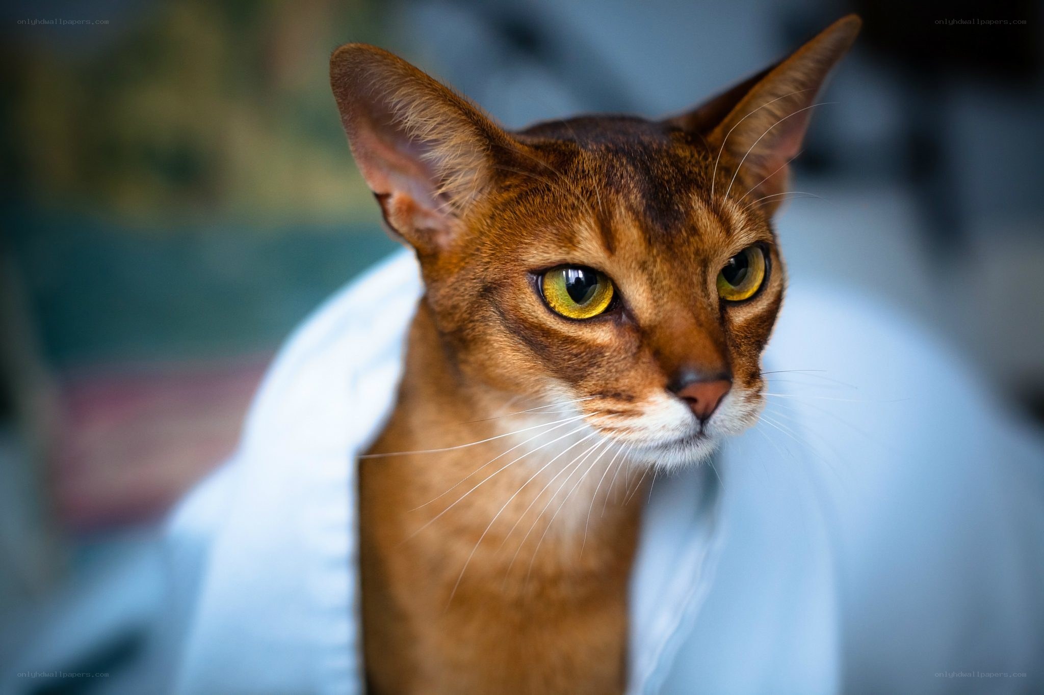 Abyssinian cat with striking eyes