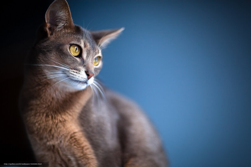 Abyssinian cat with yellow eyes
