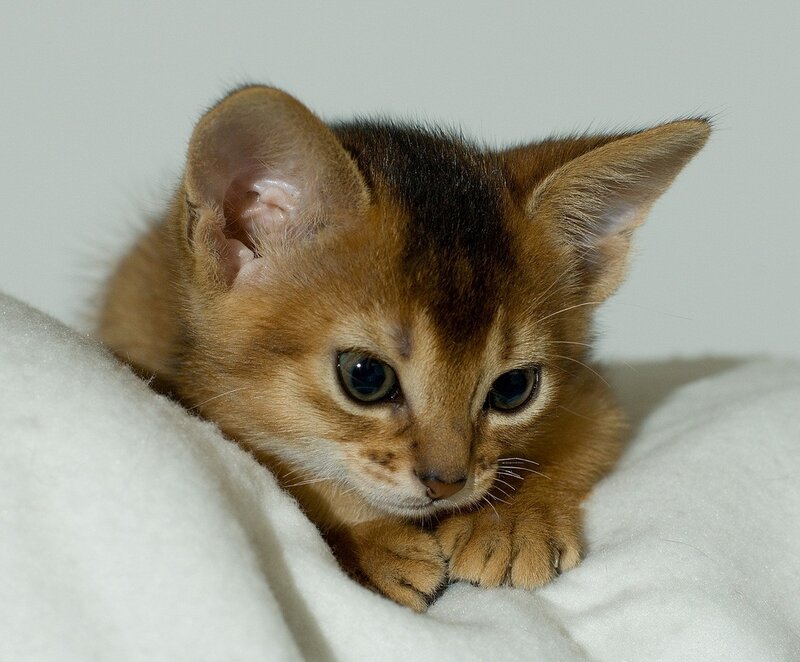 Abyssinian Kitten — Brown, Calm, Photograph, Blanket