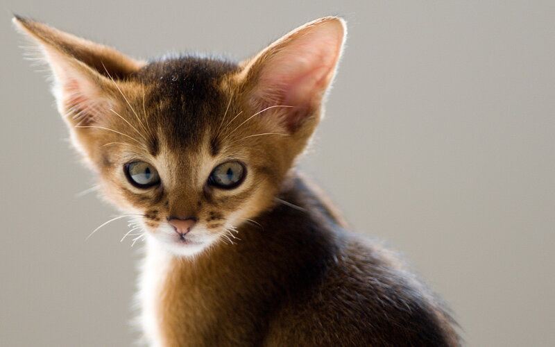 Abyssinian Kitten — Brown, Calm, Photograph, Ears, Eyes