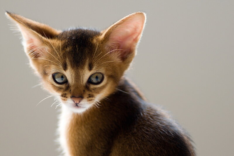 Abyssinian Kitten — Brown, Calm, Photograph, Ears