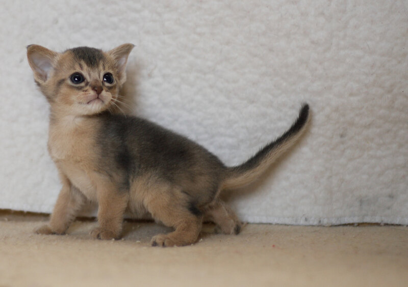 Abyssinian Kitten — Brown, Calm, Photograph