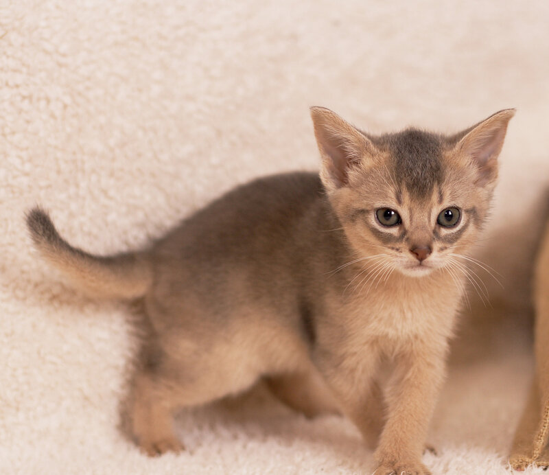 Abyssinian Kitten — Brown, Calm
