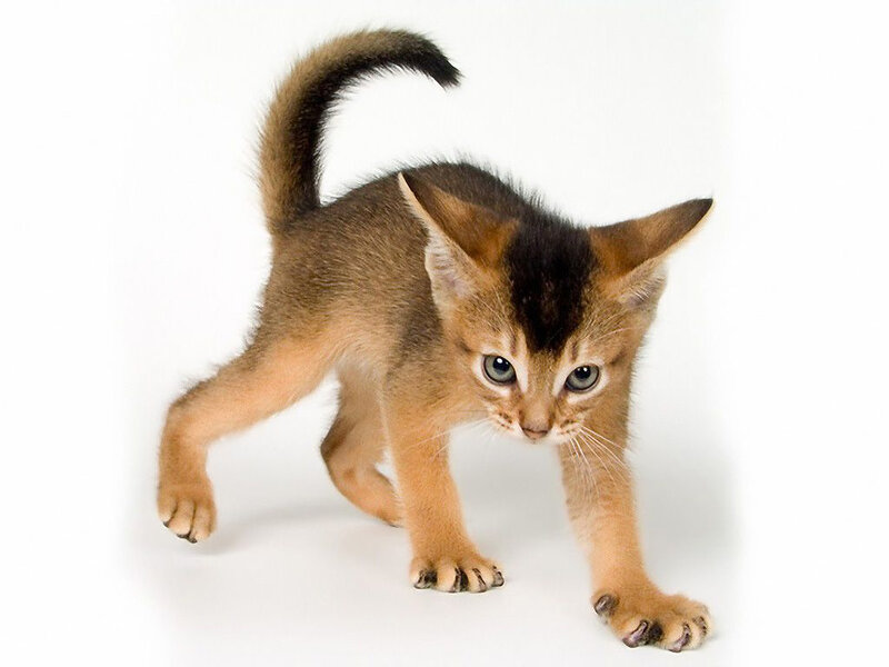 Abyssinian Kitten — Brown, Curious