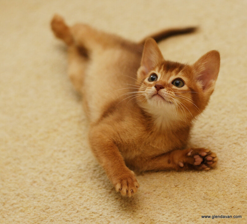 Abyssinian Kitten — Brown