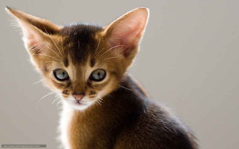 Abyssinian kitten close-up