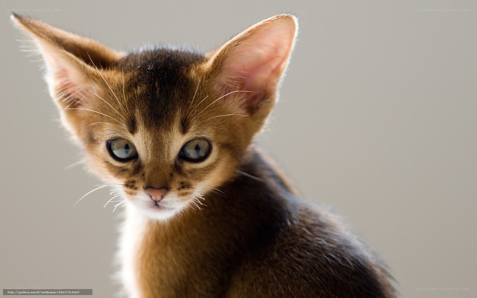 Abyssinian kitten close-up