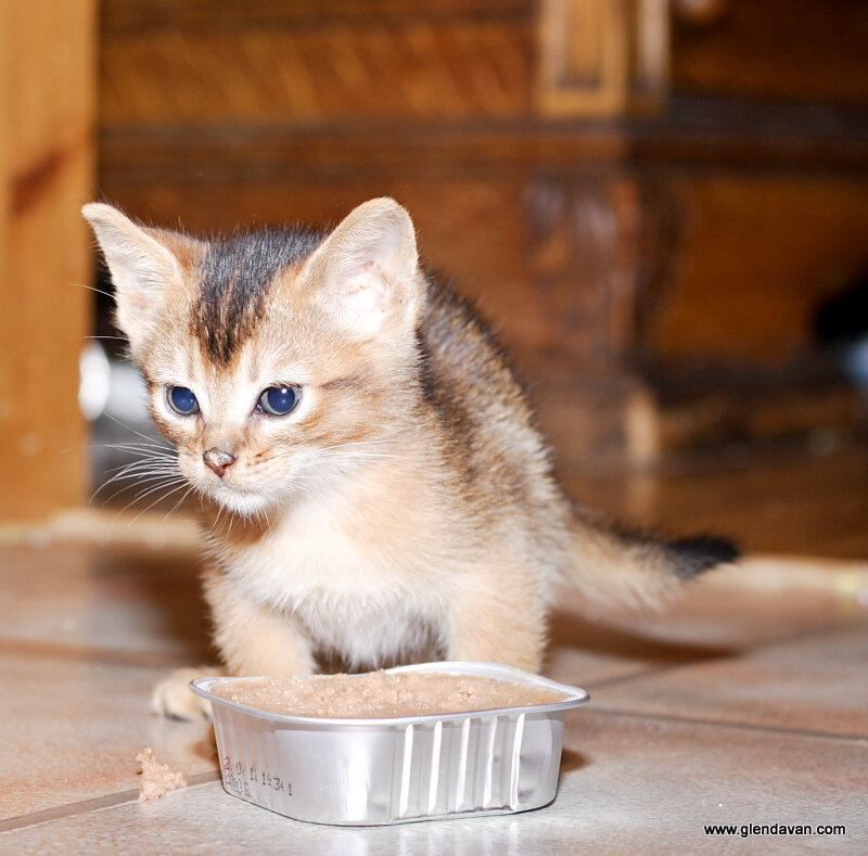 Abyssinian Kitten Eating