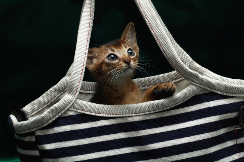 Abyssinian Kitten in Bag — Brown
