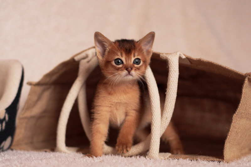 Abyssinian Kitten in Bag