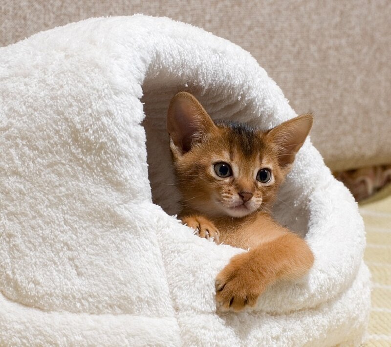 Abyssinian Kitten in Bed