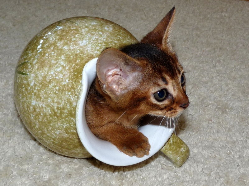 Abyssinian Kitten in Shell