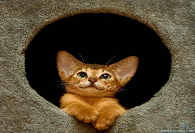 Abyssinian Kitten in Tunnel