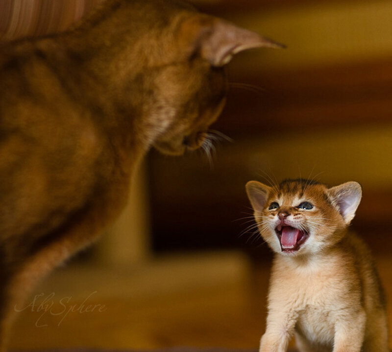 Abyssinian Kitten Meowing