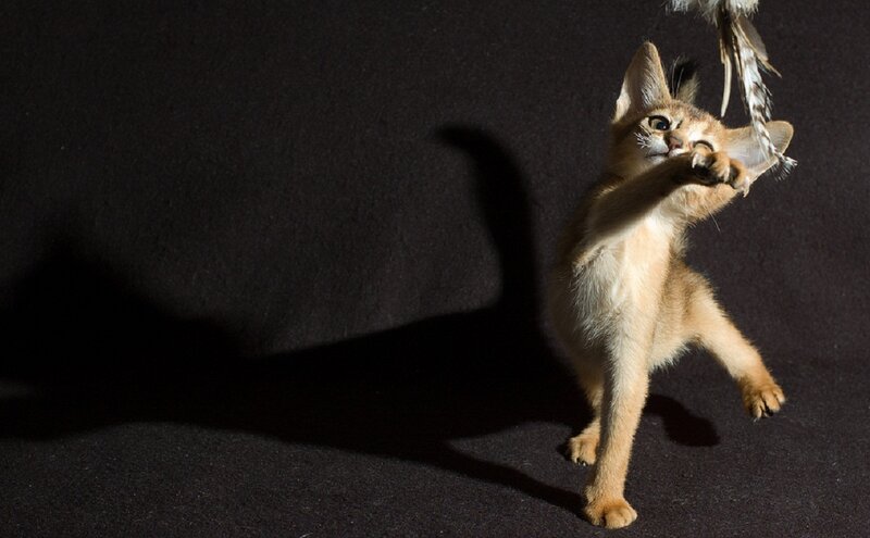 Abyssinian Kitten Playing