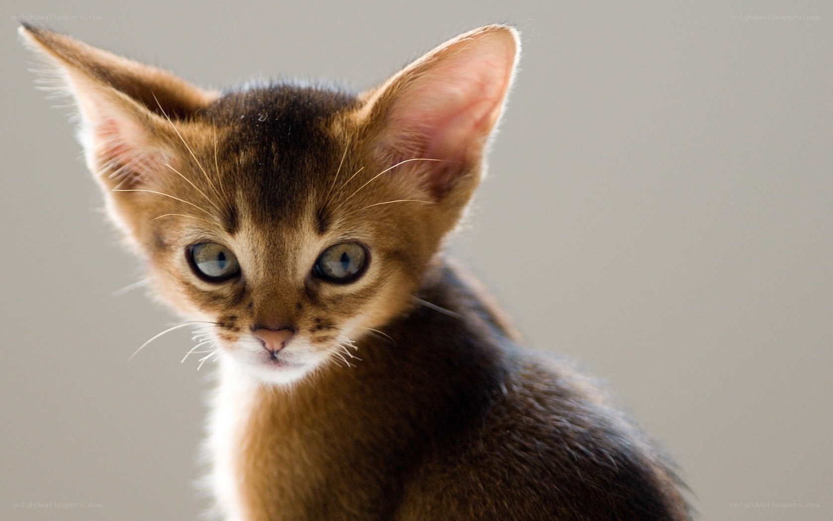 Abyssinian kitten portrait