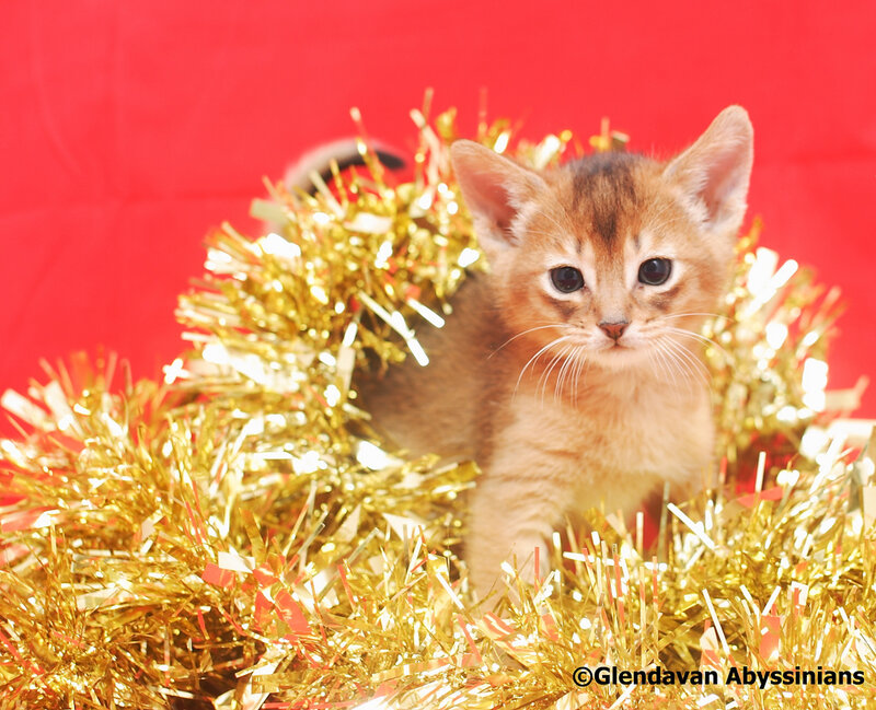 Abyssinian Kitten