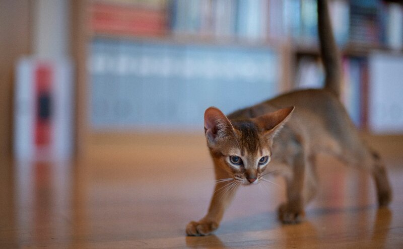 Abyssinian Kitten Walking