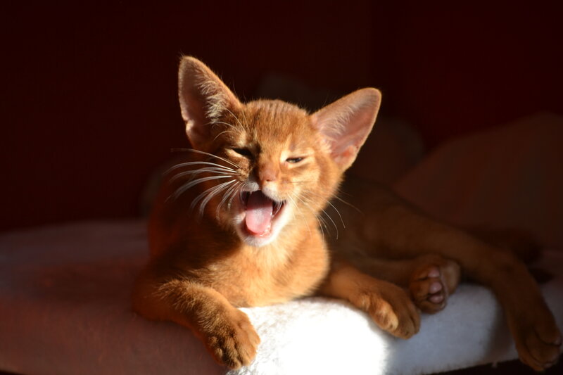 Abyssinian Kitten Yawning