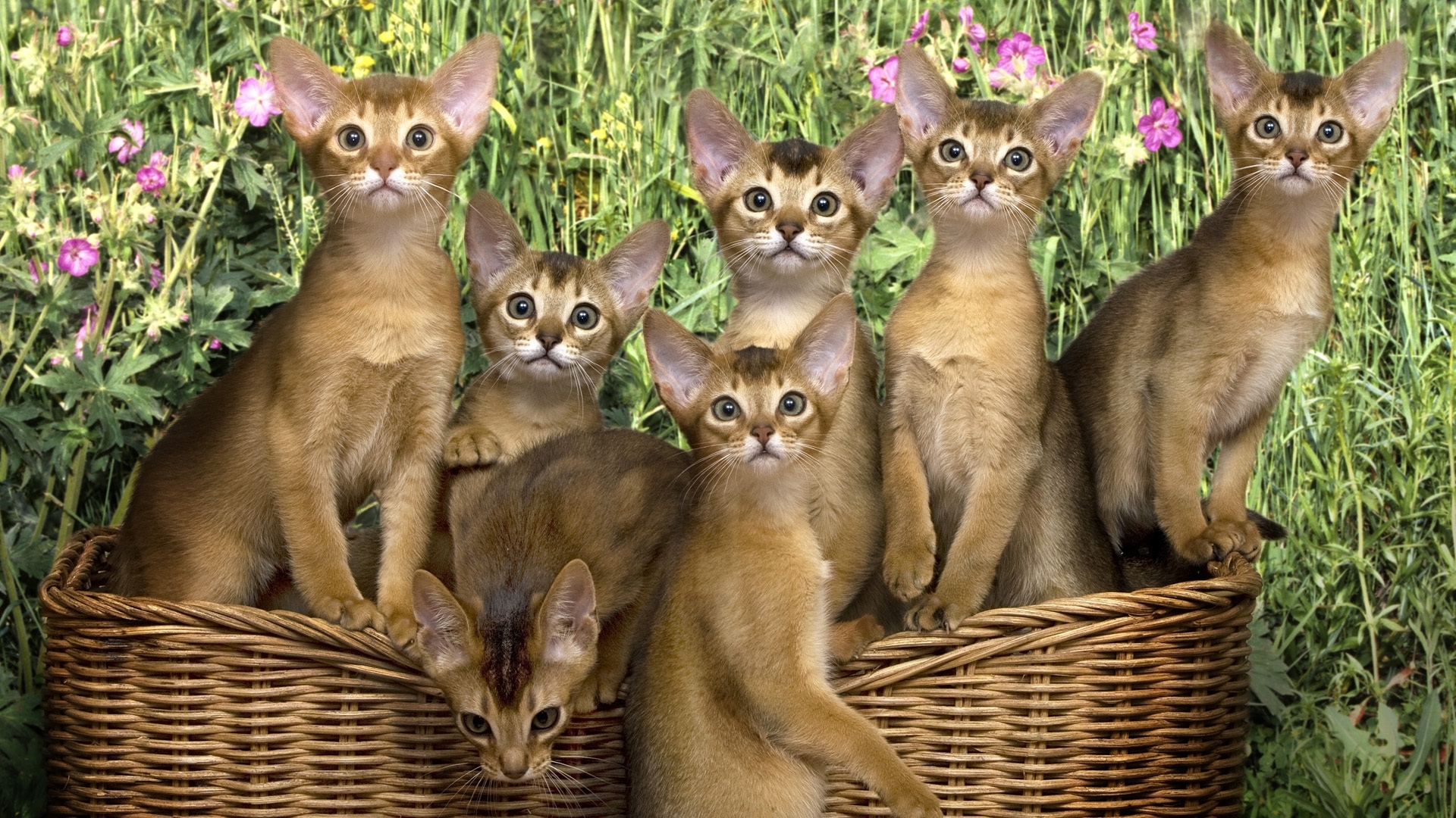 Abyssinian kittens in a basket