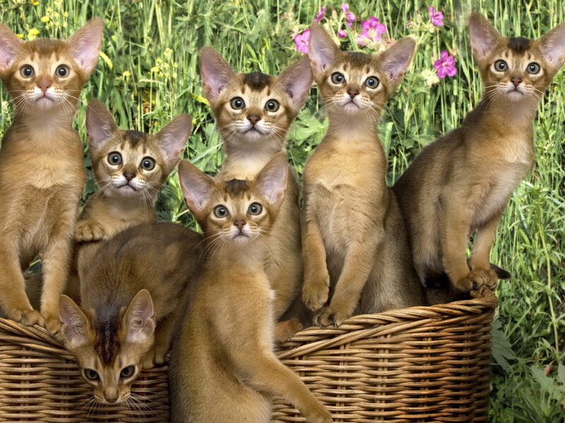 Abyssinian Kittens in Basket — Brown