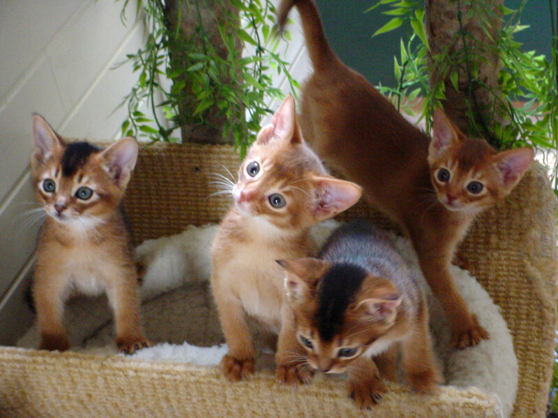 Abyssinian Kittens